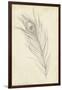 Peacock Feather Sketch I-Ethan Harper-Framed Art Print