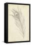 Peacock Feather Sketch I-Ethan Harper-Framed Stretched Canvas