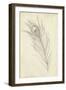 Peacock Feather Sketch I-Ethan Harper-Framed Art Print