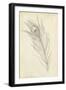 Peacock Feather Sketch I-Ethan Harper-Framed Art Print