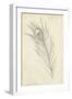 Peacock Feather Sketch I-Ethan Harper-Framed Art Print