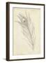 Peacock Feather Sketch I-Ethan Harper-Framed Art Print