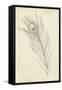 Peacock Feather Sketch I-Ethan Harper-Framed Stretched Canvas