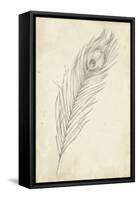 Peacock Feather Sketch II-Ethan Harper-Framed Stretched Canvas