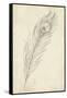 Peacock Feather Sketch II-Ethan Harper-Framed Stretched Canvas