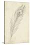 Peacock Feather Sketch II-Ethan Harper-Stretched Canvas