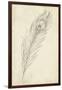 Peacock Feather Sketch II-Ethan Harper-Framed Art Print