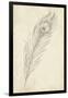 Peacock Feather Sketch II-Ethan Harper-Framed Art Print