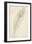 Peacock Feather Sketch II-Ethan Harper-Framed Art Print