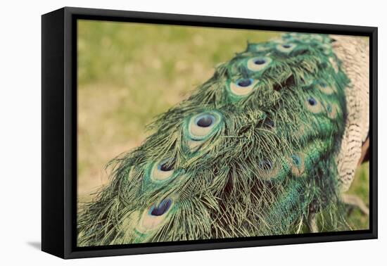 Peacock Feather Tail 01-Tom Quartermaine-Framed Stretched Canvas