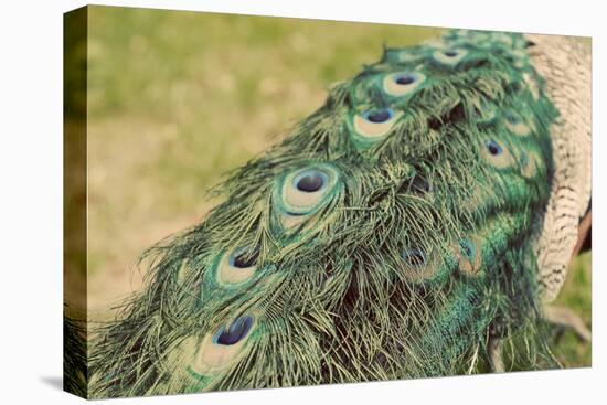 Peacock Feather Tail 01-Tom Quartermaine-Stretched Canvas