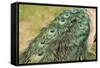 Peacock Feather Tail 01-Tom Quartermaine-Framed Stretched Canvas