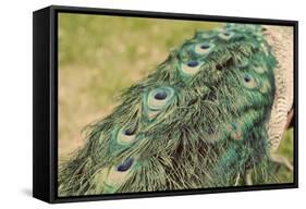 Peacock Feather Tail 01-Tom Quartermaine-Framed Stretched Canvas