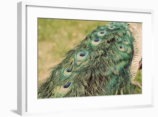 Peacock Feather Tail 01-Tom Quartermaine-Framed Giclee Print