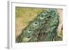 Peacock Feather Tail 01-Tom Quartermaine-Framed Giclee Print