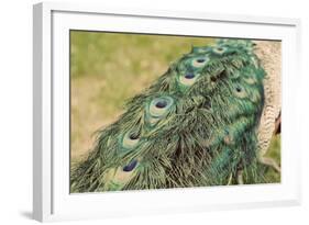 Peacock Feather Tail 01-Tom Quartermaine-Framed Giclee Print