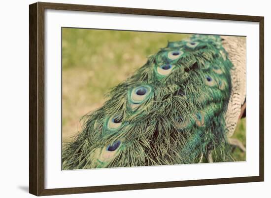 Peacock Feather Tail 01-Tom Quartermaine-Framed Giclee Print