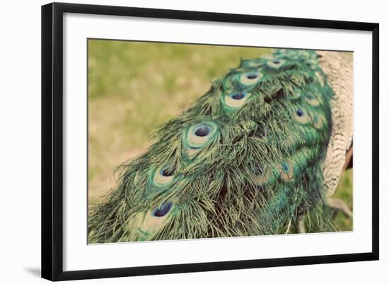 Peacock Feather Tail 01-Tom Quartermaine-Framed Giclee Print