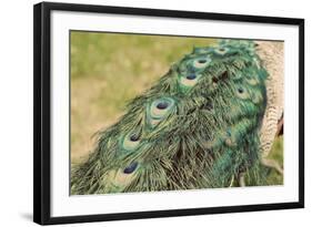 Peacock Feather Tail 01-Tom Quartermaine-Framed Giclee Print