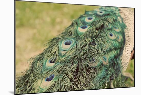 Peacock Feather Tail 01-Tom Quartermaine-Mounted Giclee Print