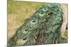 Peacock Feather Tail 01-Tom Quartermaine-Mounted Giclee Print