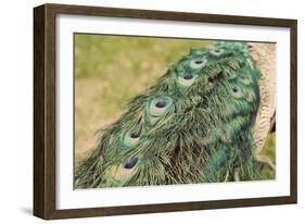 Peacock Feather Tail 01-Tom Quartermaine-Framed Giclee Print