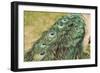 Peacock Feather Tail 01-Tom Quartermaine-Framed Giclee Print
