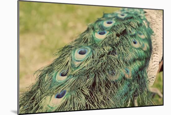 Peacock Feather Tail 01-Tom Quartermaine-Mounted Giclee Print