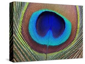 Peacock Feather-Tom Grill-Stretched Canvas