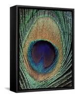 Peacock Feather-null-Framed Stretched Canvas