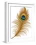 Peacock Feather-jara3000-Framed Art Print