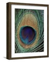 Peacock Feather-null-Framed Photographic Print