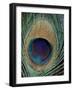 Peacock Feather-null-Framed Photographic Print