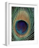 Peacock Feather-null-Framed Photographic Print