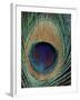 Peacock Feather-null-Framed Photographic Print