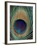 Peacock Feather-null-Framed Photographic Print