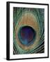 Peacock Feather-null-Framed Photographic Print