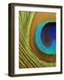 Peacock Feather-Tom Grill-Framed Photographic Print