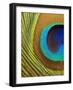 Peacock Feather-Tom Grill-Framed Photographic Print