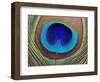 Peacock Feather-Tom Grill-Framed Photographic Print