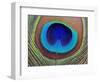 Peacock Feather-Tom Grill-Framed Photographic Print