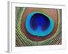 Peacock Feather-Tom Grill-Framed Photographic Print