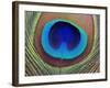 Peacock Feather-Tom Grill-Framed Photographic Print