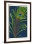 Peacock Feather-Lantern Press-Framed Art Print