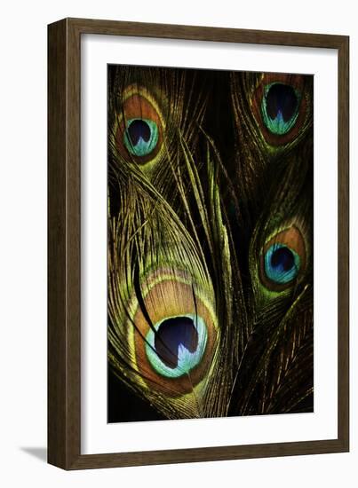 Peacock Feathers 03-Tom Quartermaine-Framed Giclee Print