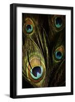 Peacock Feathers 03-Tom Quartermaine-Framed Giclee Print