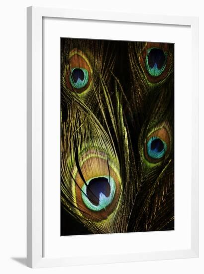 Peacock Feathers 03-Tom Quartermaine-Framed Giclee Print