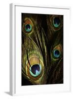 Peacock Feathers 03-Tom Quartermaine-Framed Giclee Print