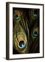 Peacock Feathers 03-Tom Quartermaine-Framed Giclee Print