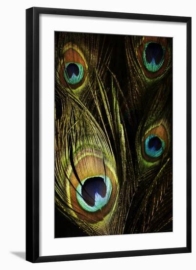 Peacock Feathers 03-Tom Quartermaine-Framed Giclee Print